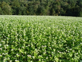 куплю гречиху, продам гречиху, гречиха